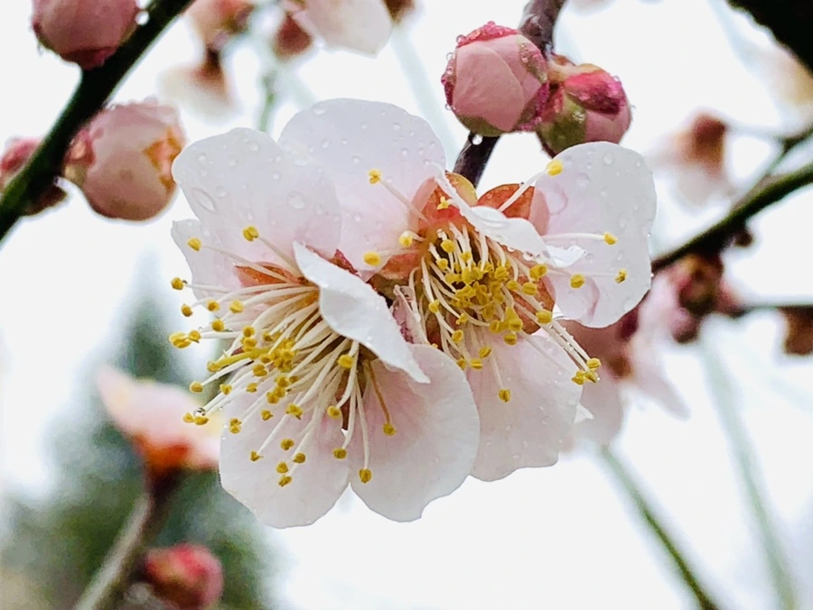 IMG_1785.jpg?type=w966