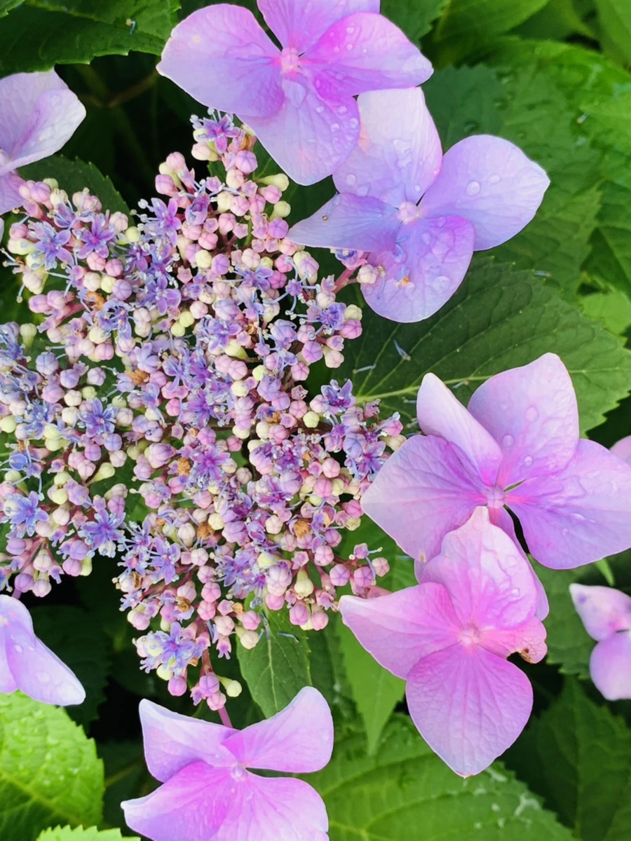 IMG_6002.jpg?type=w966