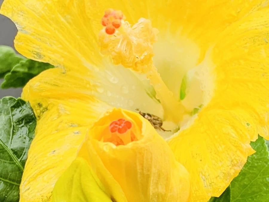 IMG_0233.jpg?type=w966