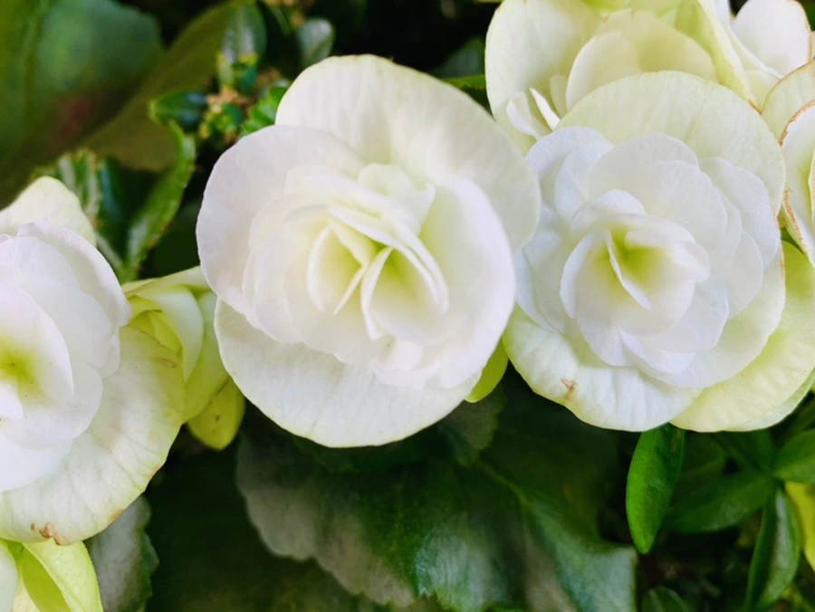 IMG_0712.jpg?type=w966