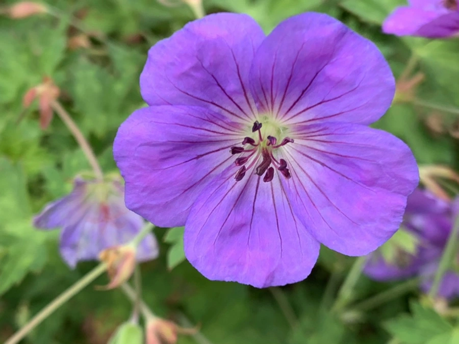 IMG_1138.jpg?type=w966