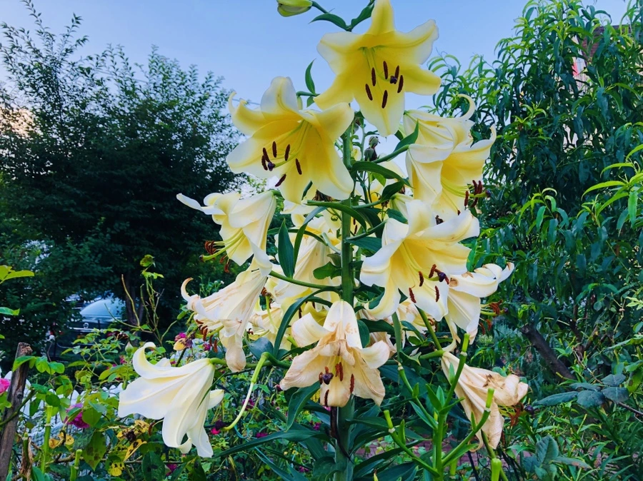 IMG_2441.jpg?type=w966