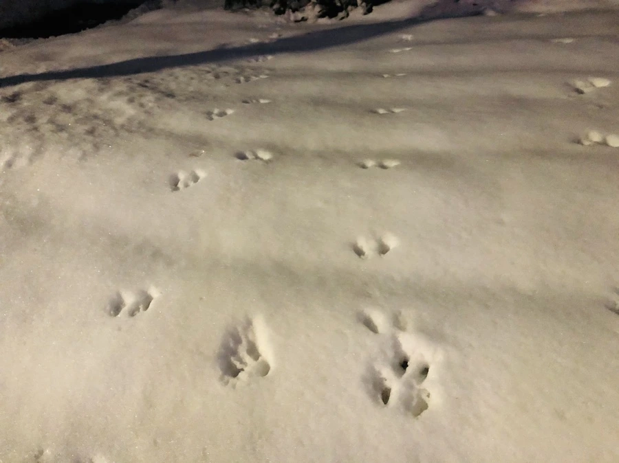 IMG_7676.jpg?type=w966