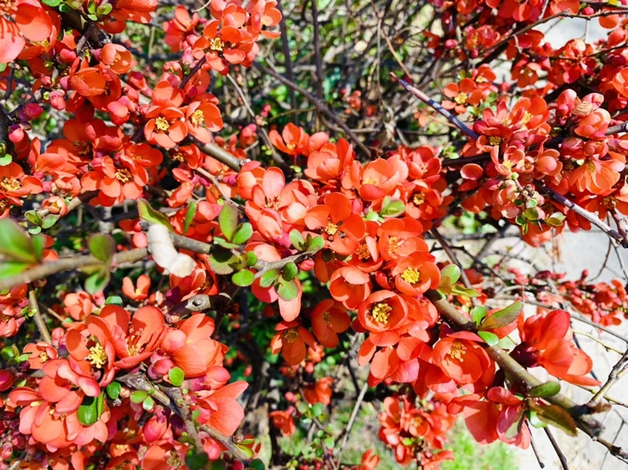 IMG_8489.jpg?type=w966