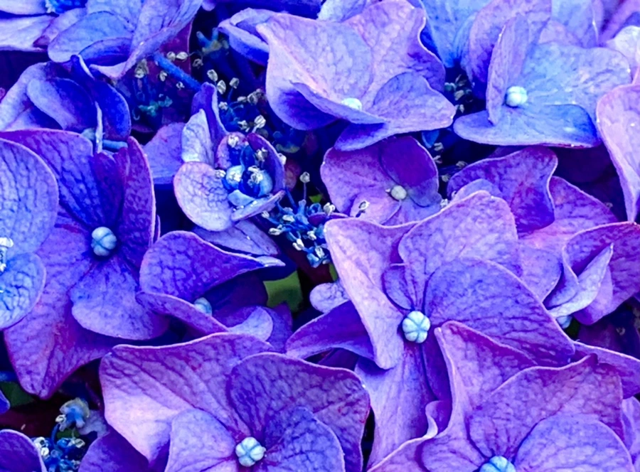 IMG_8772.jpg?type=w966