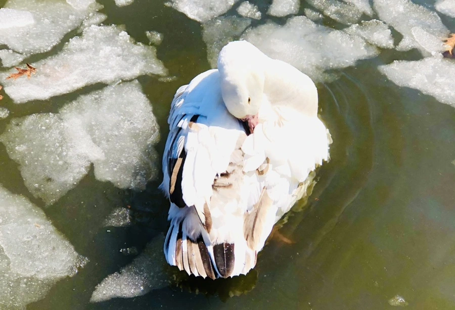 IMG_5308.jpg?type=w966