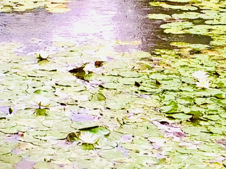 IMG_8327.jpg?type=w966