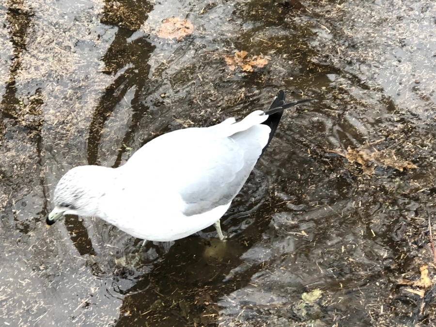 IMG_9448.jpg?type=w966