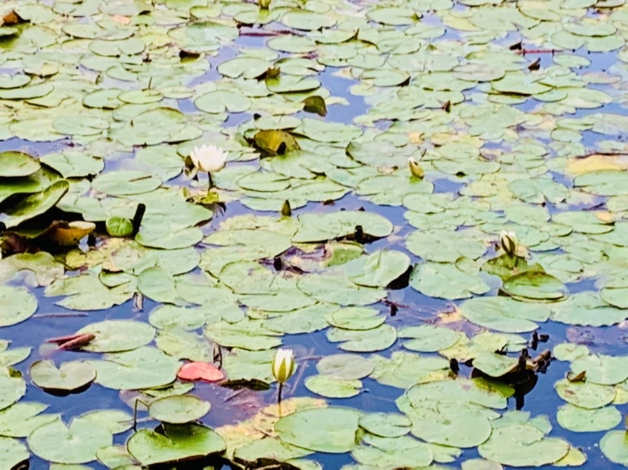 IMG_7859.jpg?type=w966