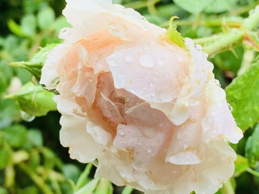 IMG_0205.jpg?type=w966