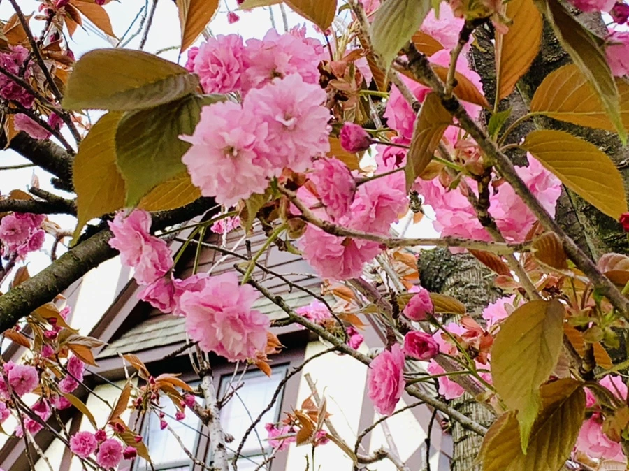 IMG_4364.jpg?type=w966