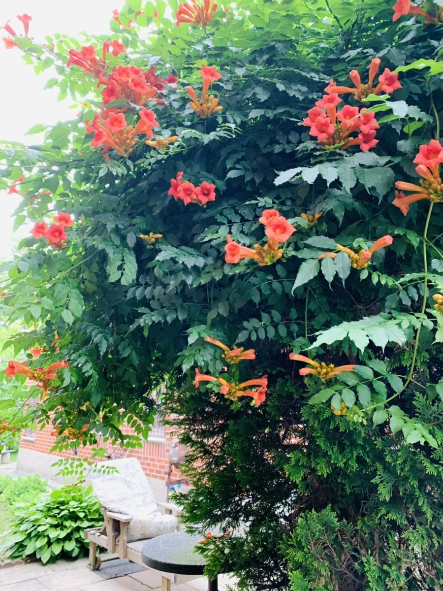 IMG_7109.jpg?type=w966