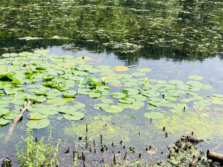 IMG_1218.jpg?type=w966