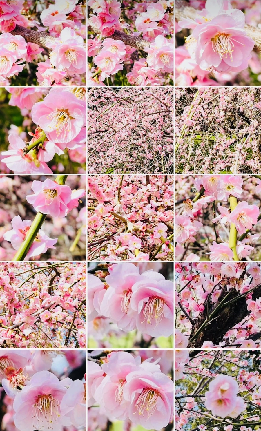 IMG_6782.jpg?type=w966