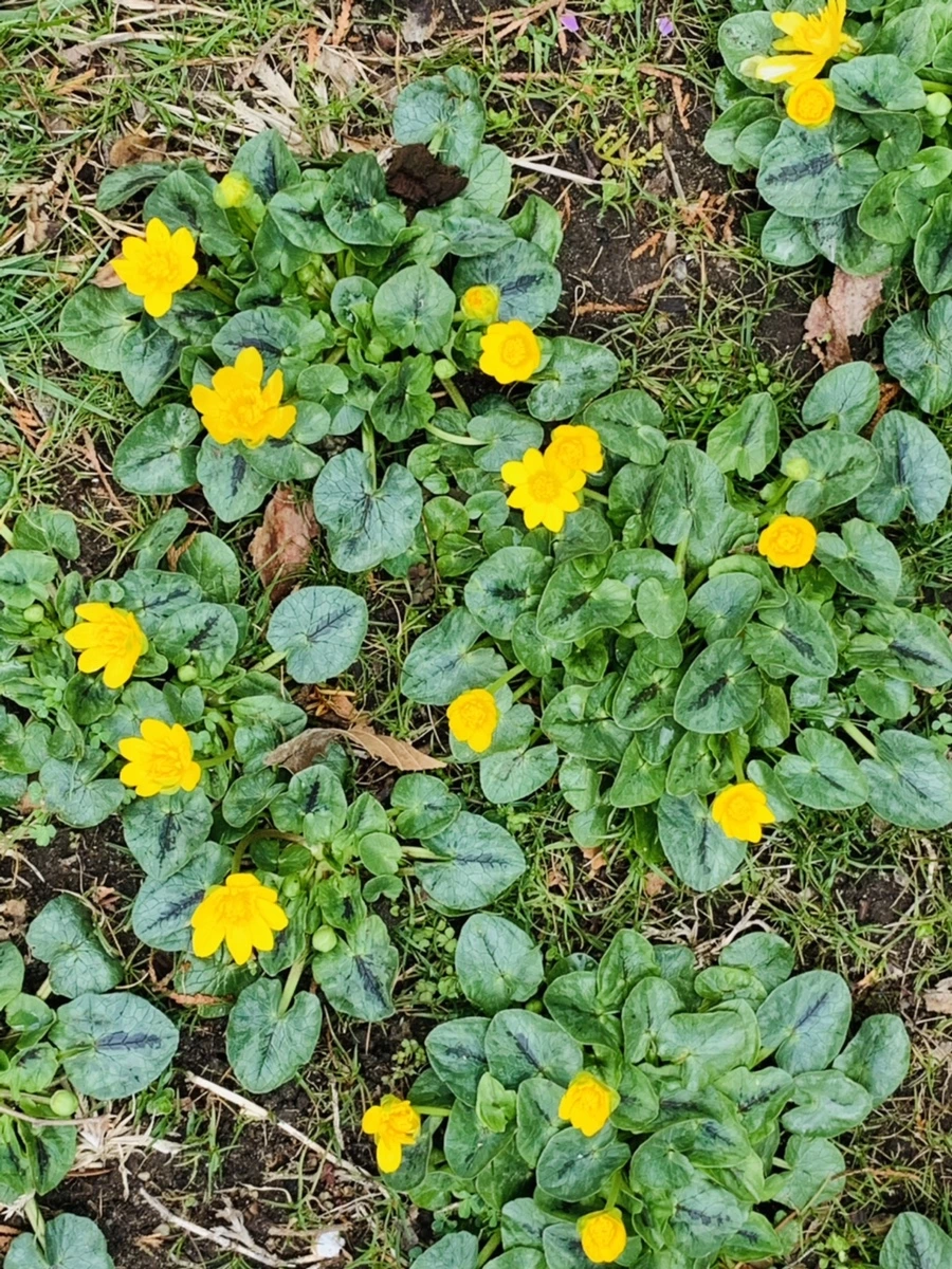 IMG_4054.jpg?type=w966