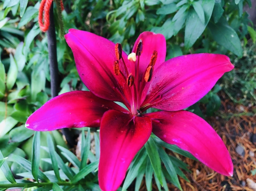 IMG_9504.jpg?type=w966