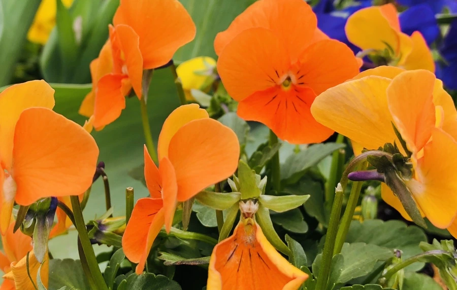 IMG_3890.jpg?type=w966