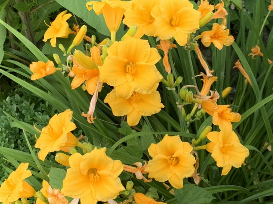 IMG_5537.jpg?type=w966