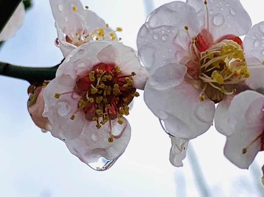 IMG_3924.jpg?type=w966