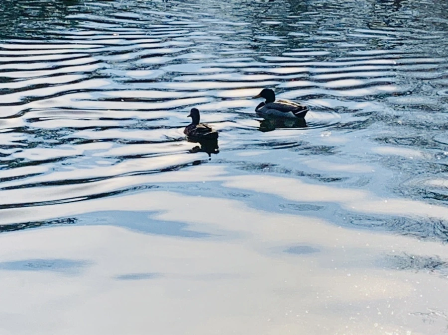 IMG_0347.jpg?type=w966