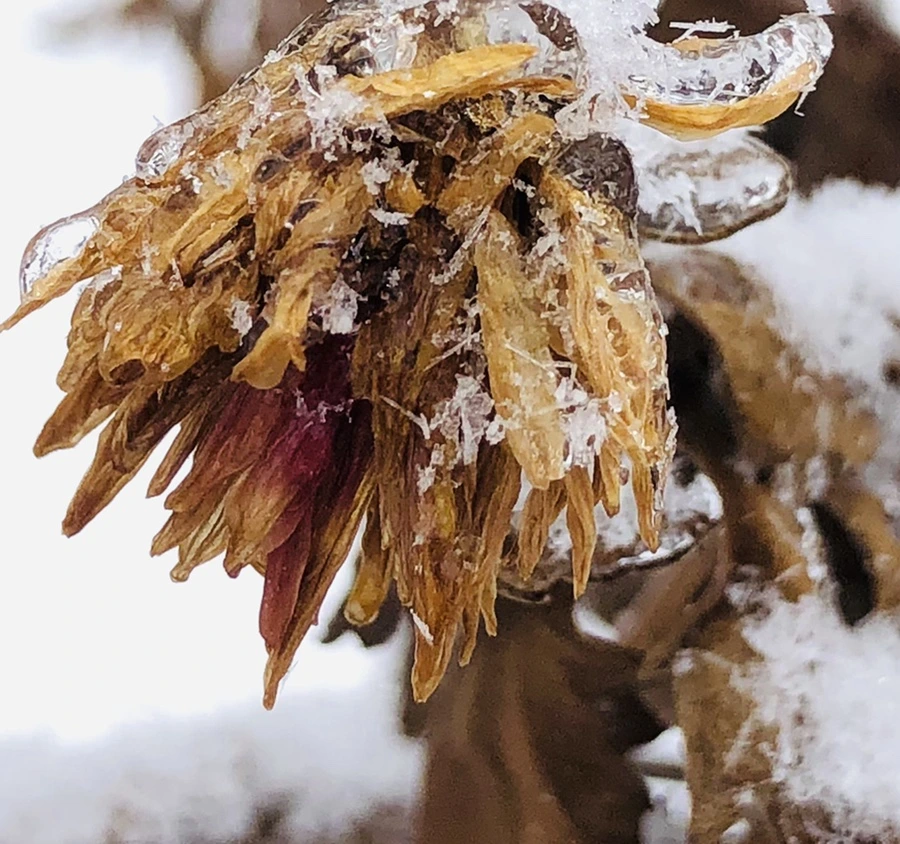 IMG_3453.jpg?type=w966