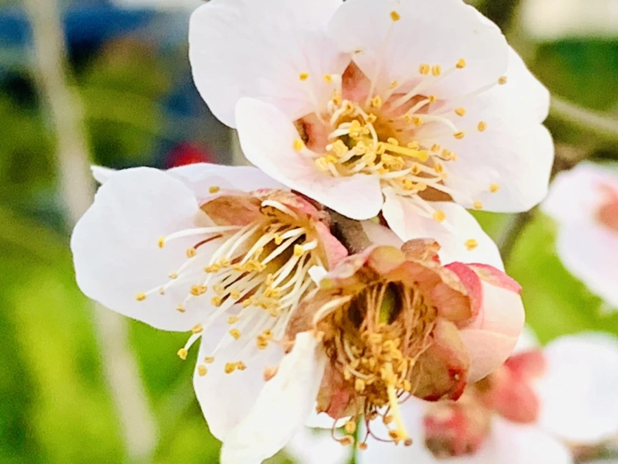 IMG_2872.jpg?type=w966