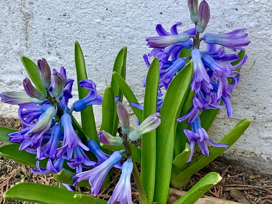 IMG_3277.jpg?type=w966