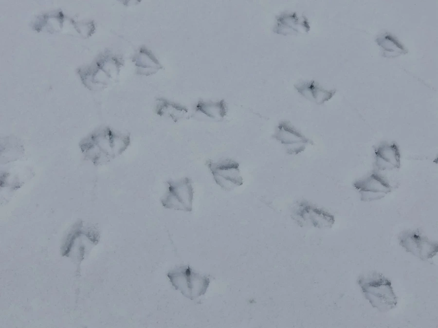 IMG_2538.jpg?type=w966