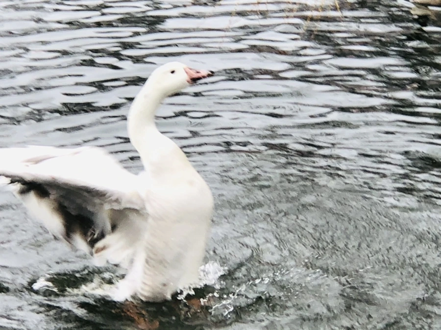 IMG_6136.jpg?type=w966