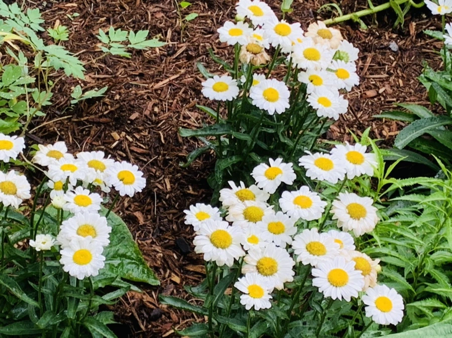 IMG_1008.jpg?type=w966