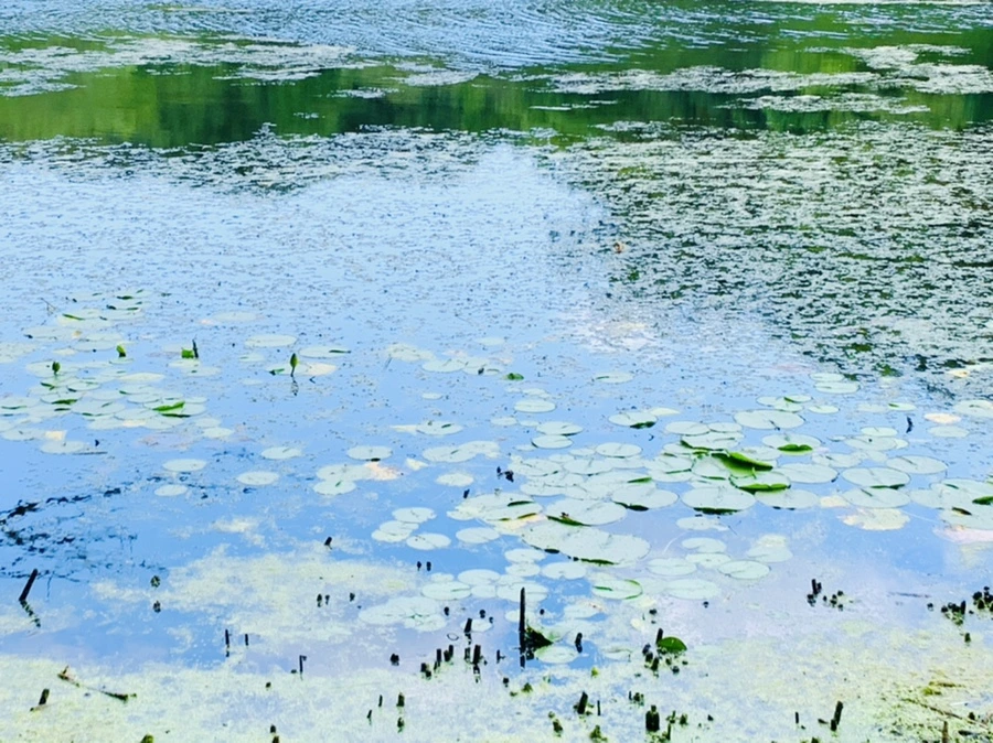 IMG_7536.jpg?type=w966