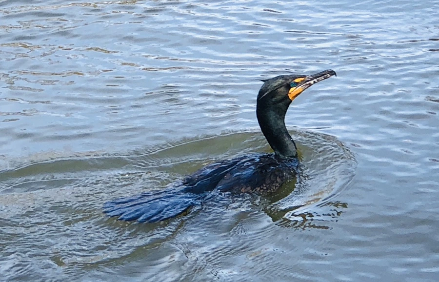 IMG_3081.jpg?type=w966