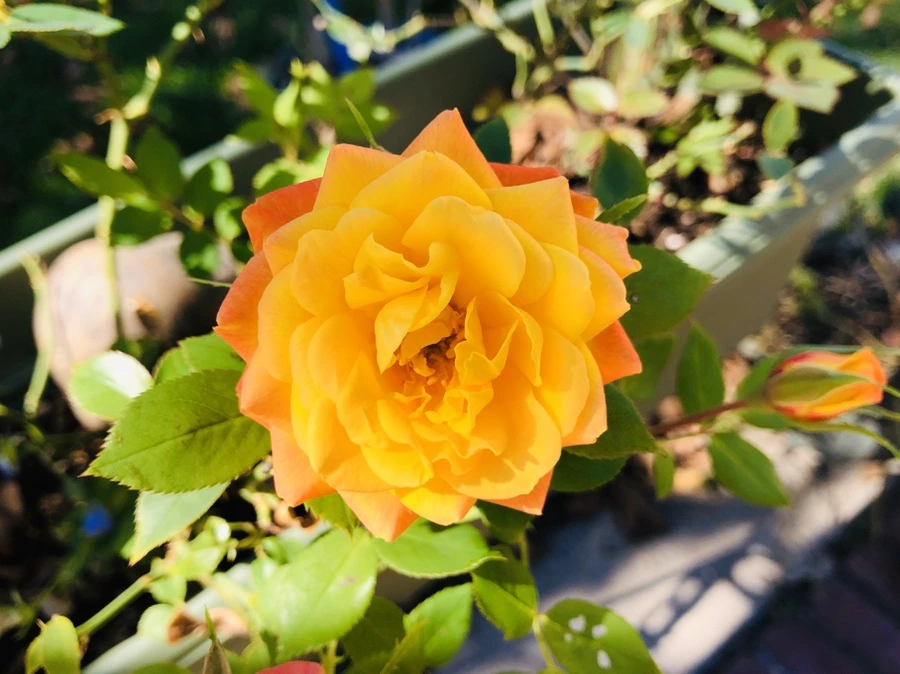 IMG_0910.jpg?type=w966