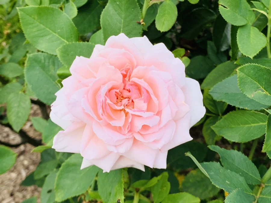 IMG_4955.jpg?type=w966