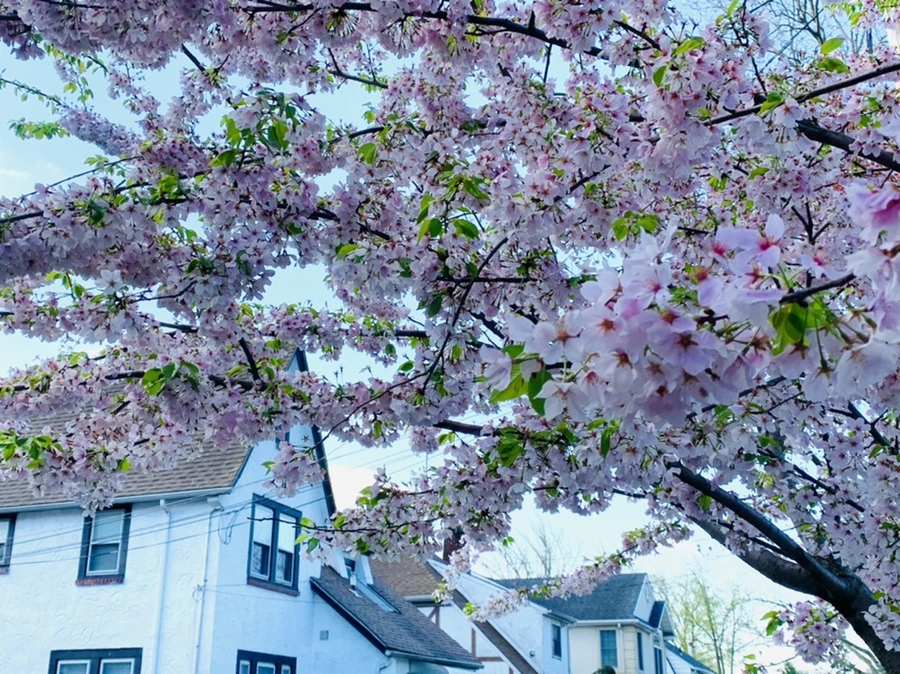 IMG_2646.jpg?type=w966