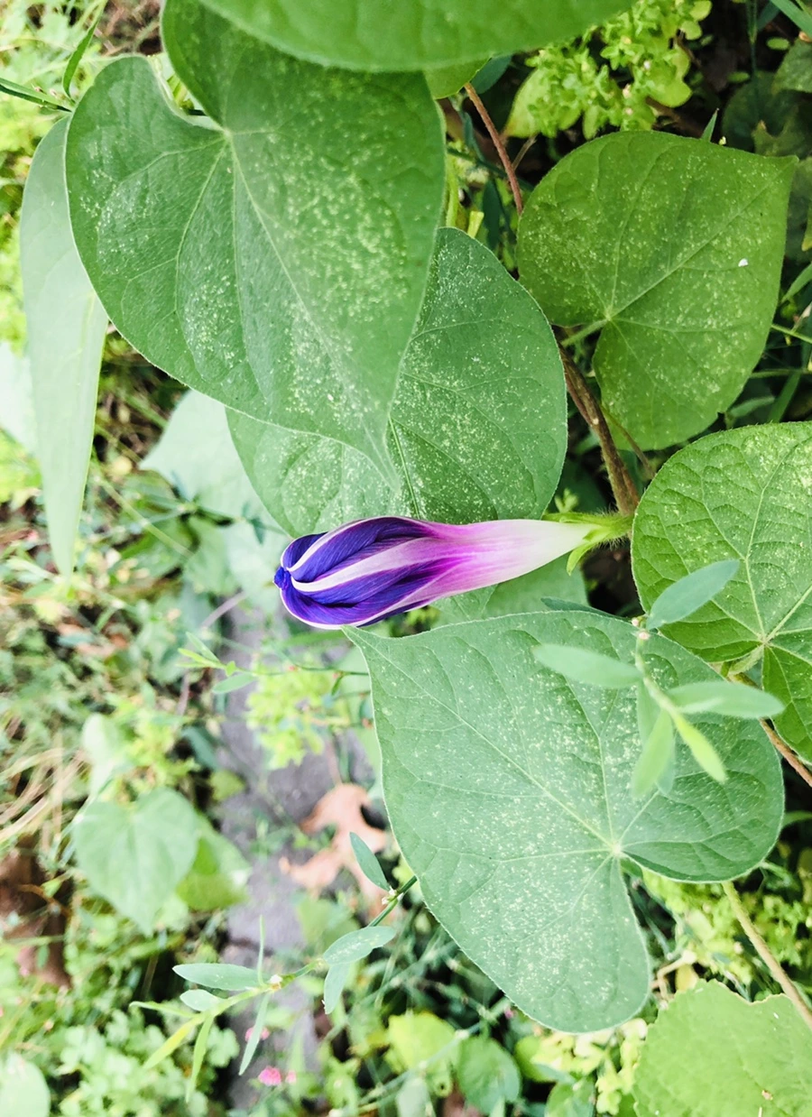 IMG_4006.jpg?type=w966