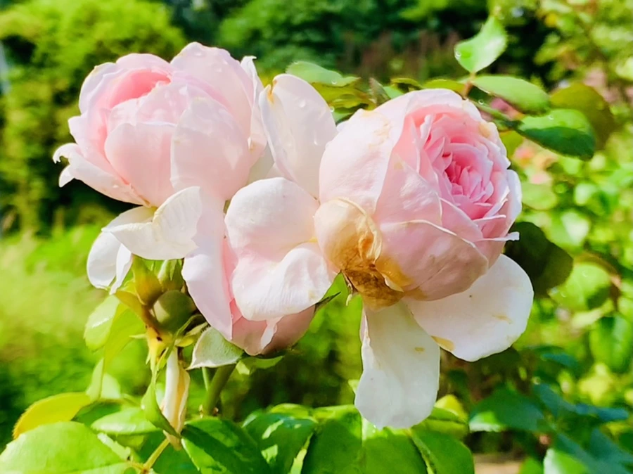 IMG_8483.jpg?type=w966