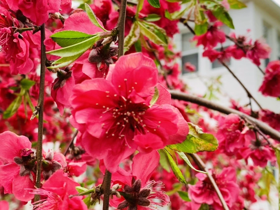 IMG_7970.jpg?type=w966