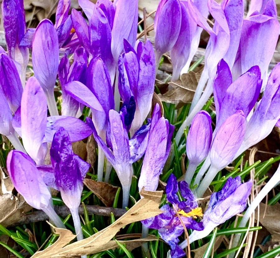 IMG_1515.jpg?type=w966