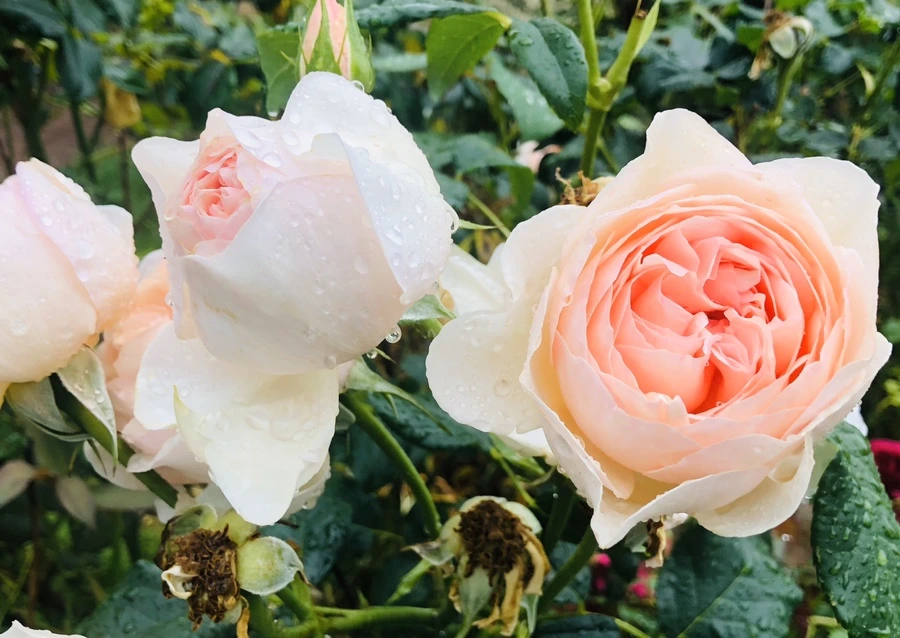 IMG_8124.jpg?type=w966