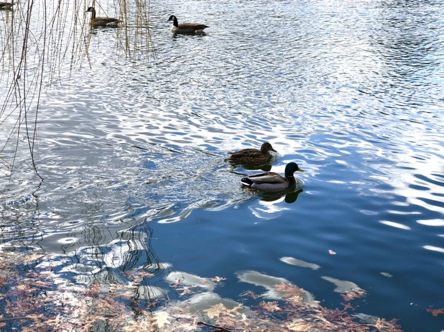 IMG_4330.jpg?type=w966