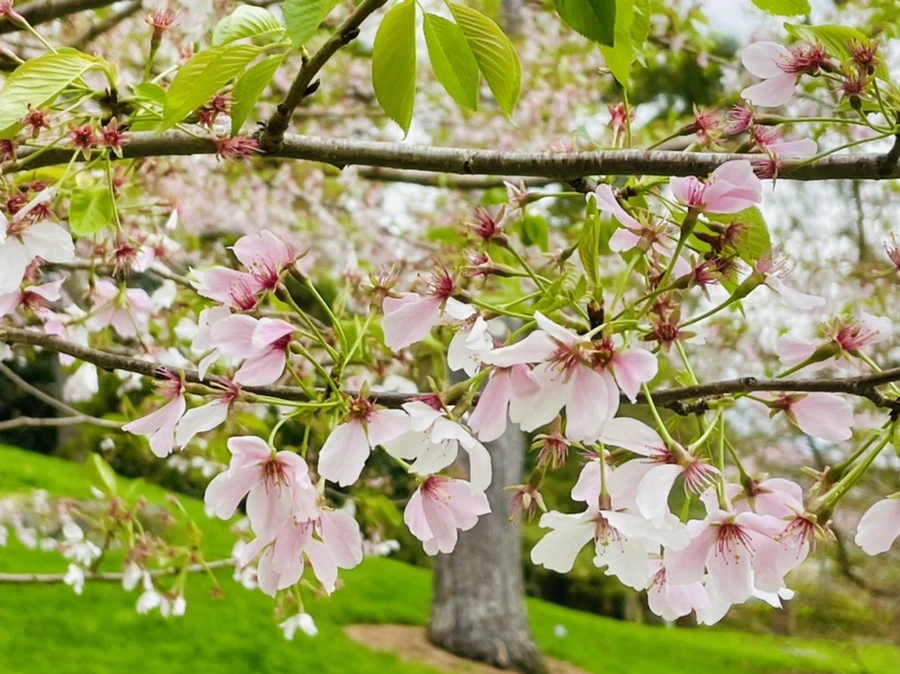 IMG_1296.jpg?type=w966