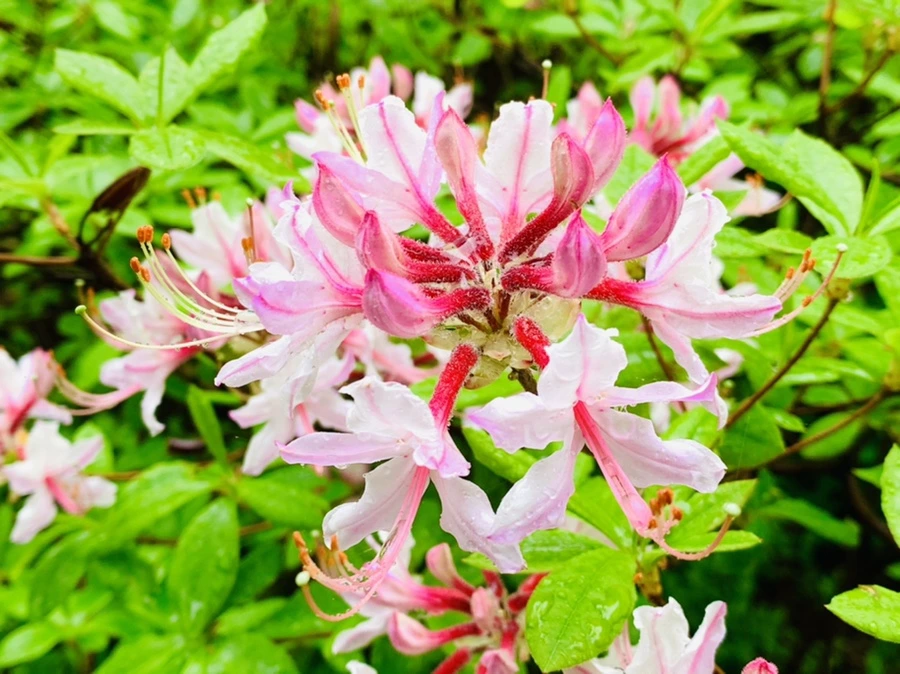 IMG_9921.jpg?type=w966