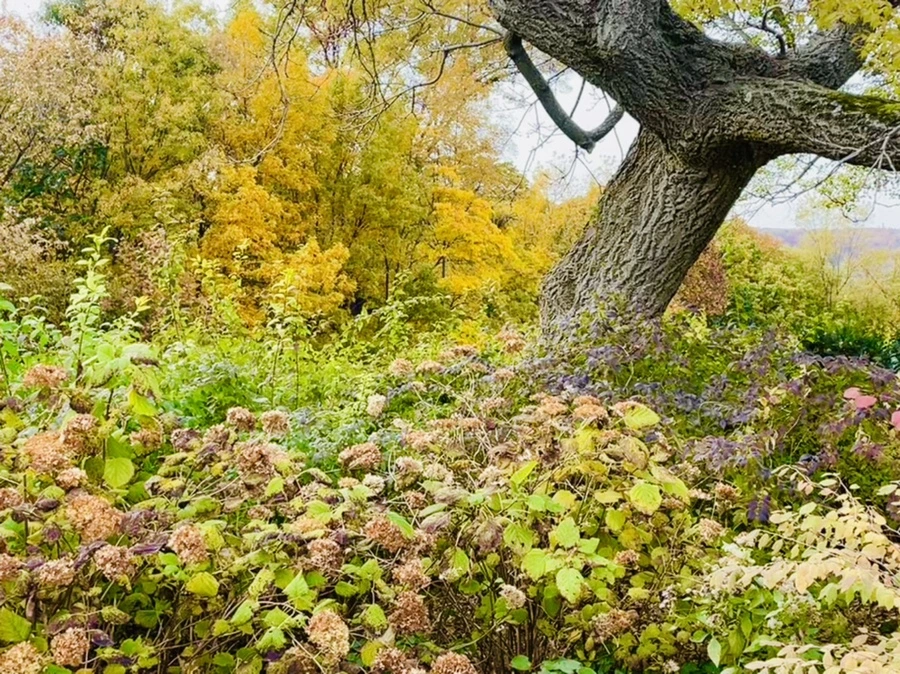 IMG_2347.jpg?type=w966