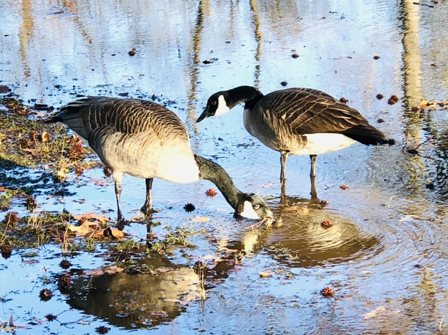 IMG_9286.jpg?type=w966