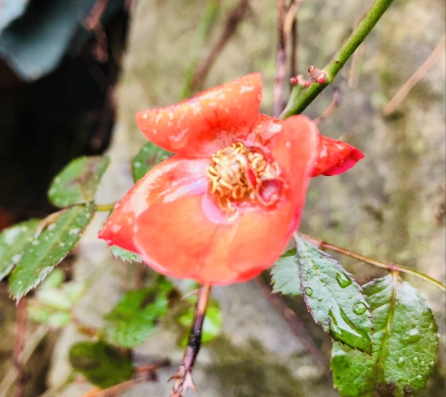 IMG_8153.jpg?type=w966