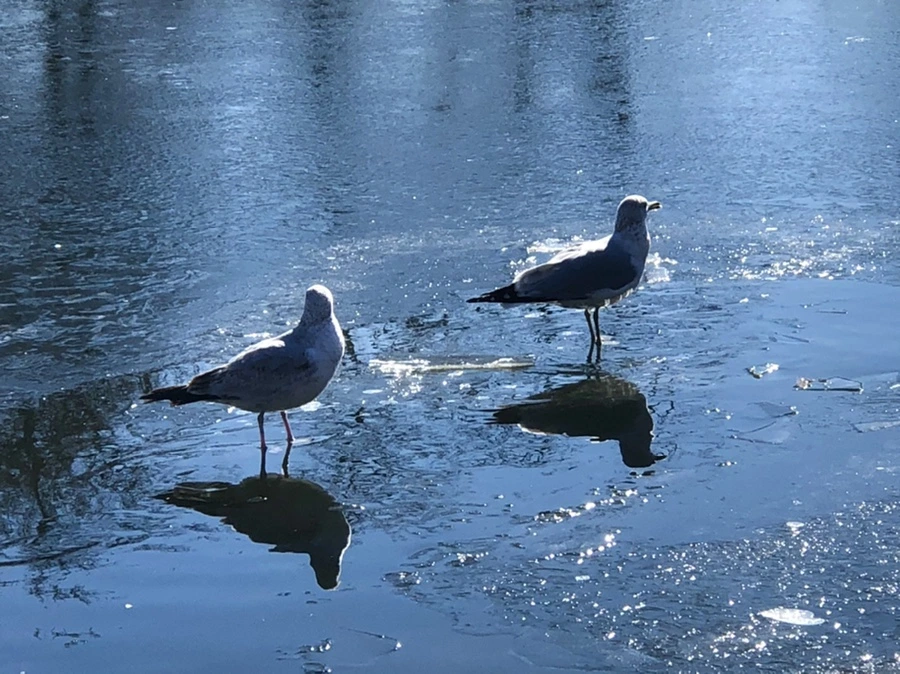 IMG_8086.jpg?type=w966