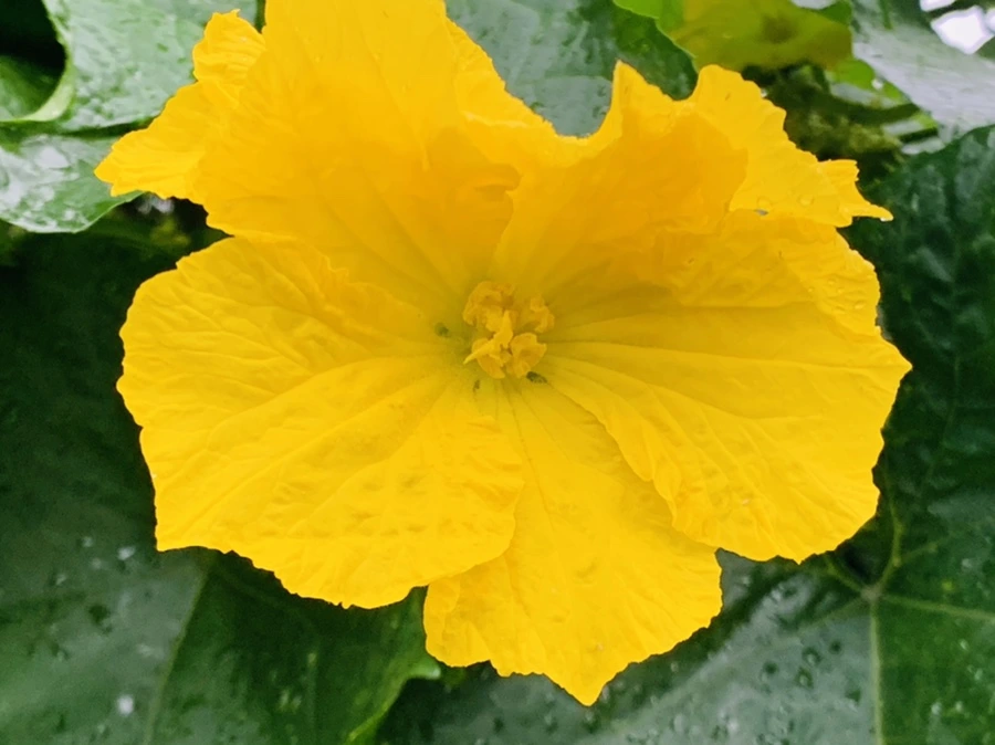 IMG_3687.jpg?type=w966