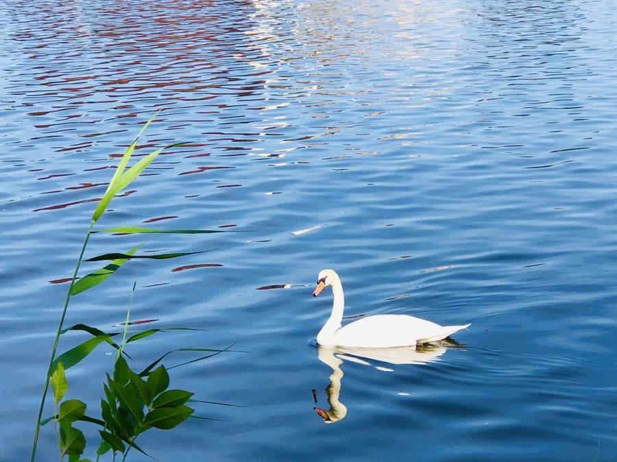 IMG_0917.jpg?type=w966