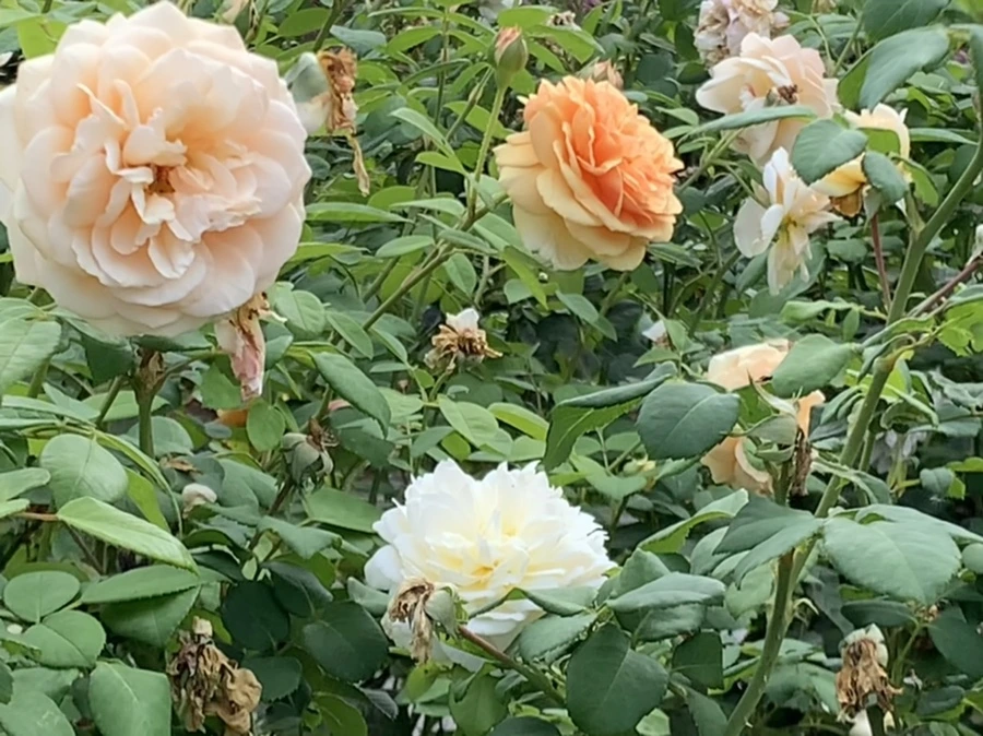 IMG_4991.jpg?type=w966